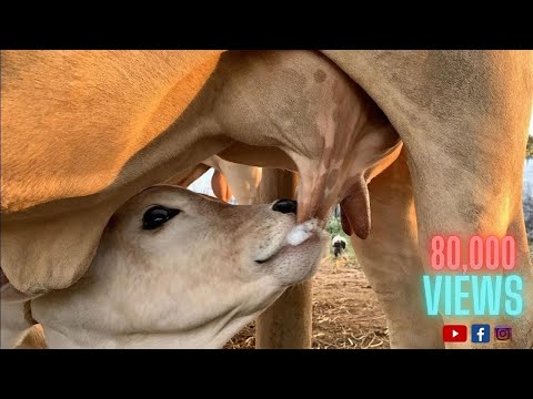 Ongole calf Drinking