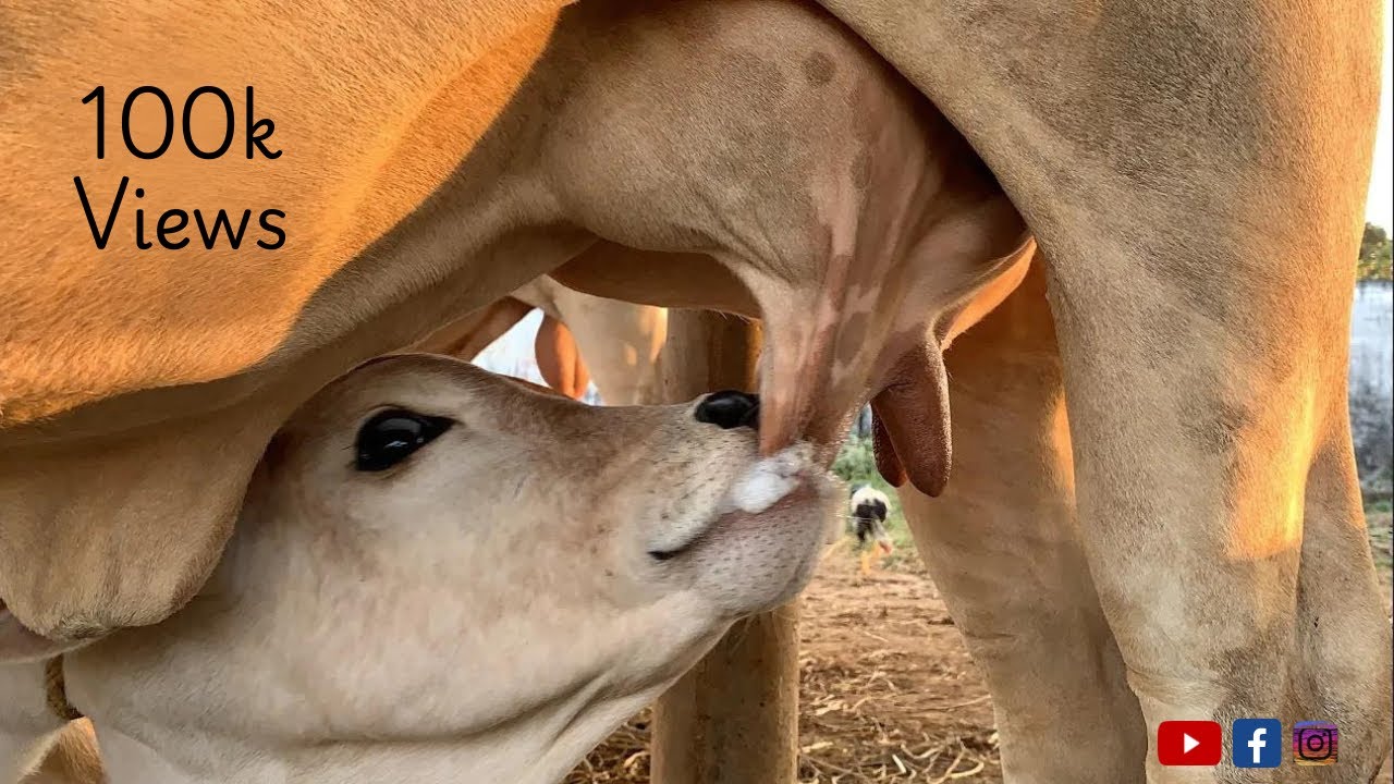 Ongole calf Drinking Fresh Milk |OGOLE COW|A2 Milk| Milking video