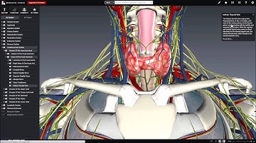 adybkaCU1 Biodigital Human tutorial