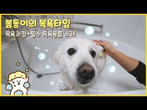 스피츠 봄동이의 목욕과정+필수 목욕용품 공개! / 강아지 샴푸 목욕방법 목욕용품 / Japanese spitz puppy&rsquo;s bath time