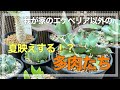 【多肉植物】我が家のエケベリア以外の可愛い多肉たち