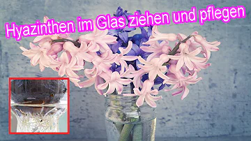 Wie lange blühen Hyazinthen im Glas?