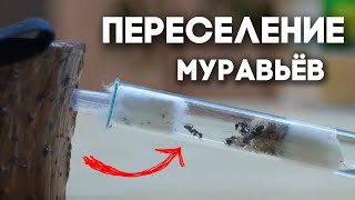 ПЕРЕСЕЛЕНИЕ МУРАВЁВ ГИГАНТОВ CAMPONOTUS VAGUS В НОВЫЙ ФОРМИКАРИЙ И РАСШИРЕНИЕ ДЛЯ ДРУГИХ МУРАВЬЁВ!