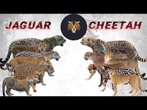 Jaguar vs Cheetah Size Comparison Living Extinct 