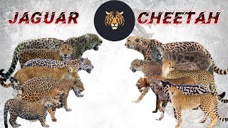 Jaguar vs Cheetah Size Comparison Living Extinct 