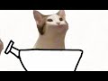 Pop cat катается