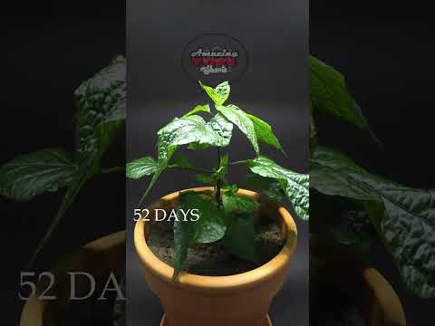 Growing a CAROLINA REAPER in 173 days - Timelapse #shorts