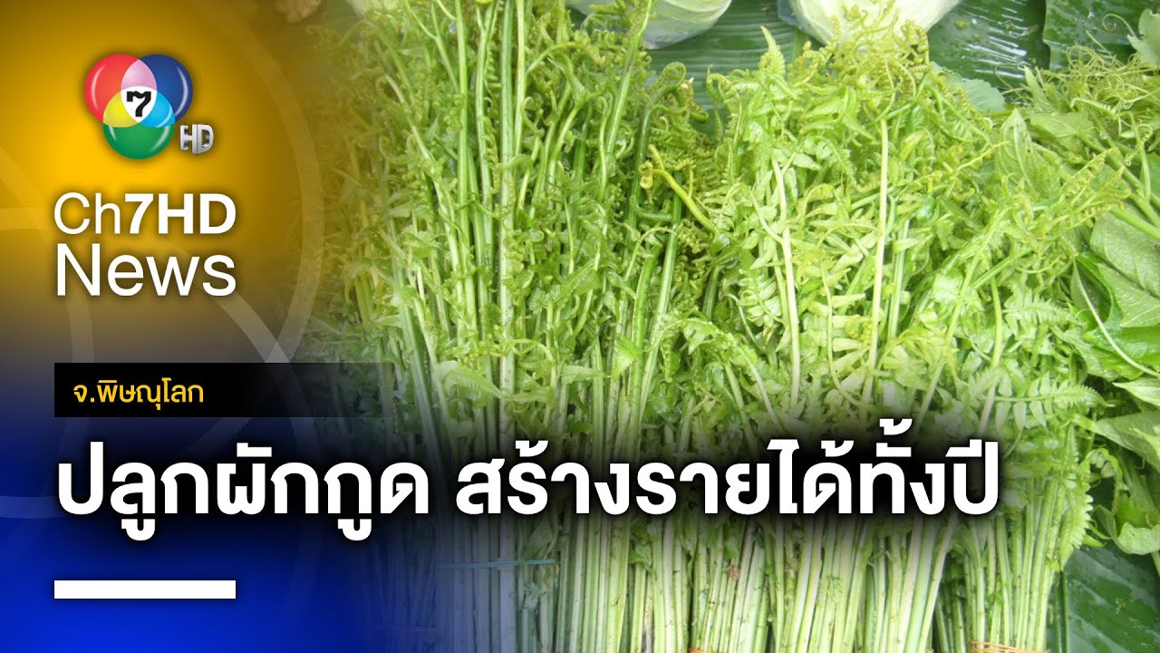 ผักกูด สุดยอดพืชคลุมดิน อุดมวิตามิน เก็บขายได้ตลาดปี จ.พิษณุโลก