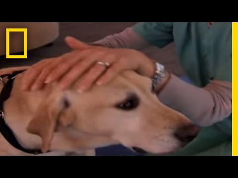 Video: Dog Whisperer' Memimpin Pek Berjalan Untuk Pouch Yang Tidak Diingini