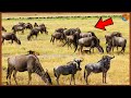 GNU: ANIMAL QUE PROMOVE UMA DAS MAIORES MARAVILHAS DA VIDA SELVAGEM!