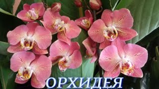 №852/ КРАСИВЫЕ орхидеи в маг. ОРХИДЕЯ