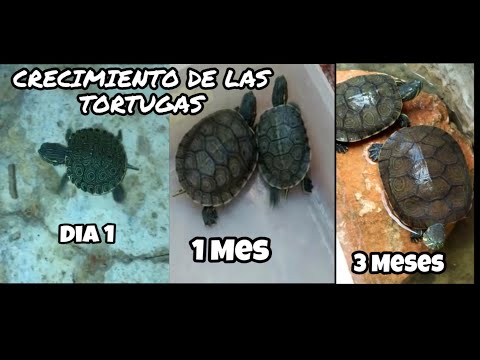 Vídeo: Com Cuidar I Com Alimentar La Vostra Tortuga