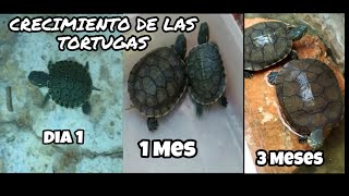 Como debe ser el crecimiento de una tortuga del día 1 a los 3 meses