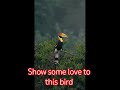 This Bird Is Too Cute to Handle 😍🐦#shorts #ytshorts #bird #birds #birdshorts #cute #funnybird #pets
