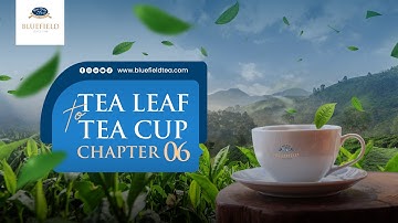 How Tea Is Made — From Leaf to Cup
