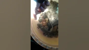 Укус тритона.  #@&*#^!@