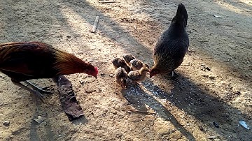 Los peb saib me nguam qaib dib zoo nkauj heev .2020