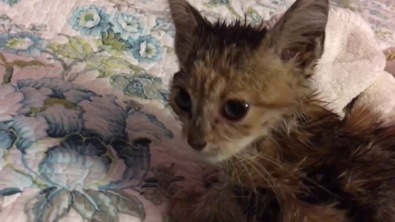 My Kitten Died Today YouTube My Kitten Died Today YouTube