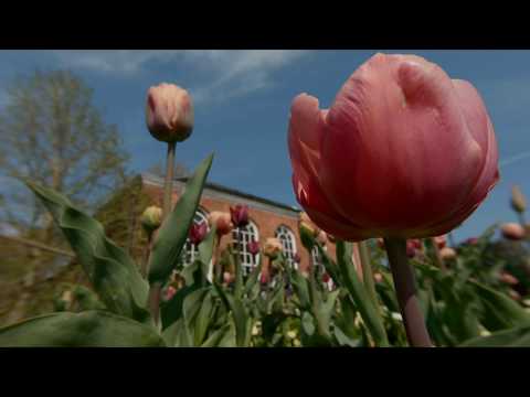 Dunham Massey Orangery & Gardens Spring 2019 | National Trust Landscape Collection