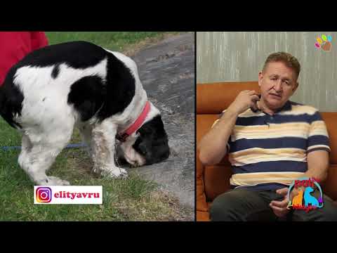 Video: Veterinere Sorun: Köpeğim Neden Kaka Yiyor?