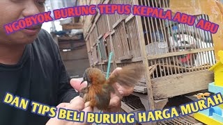 CHEAP PRICE ASHES, ASHES, BIRD HEADS