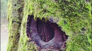 Recopilación de fotos del Parque Nacional de Ordesa y Monte Perdido en Enero 2024