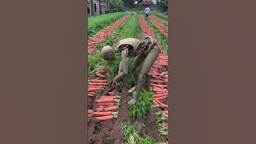 Robots pulling radishes? -Robots in rural China