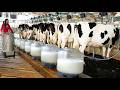 Inside a Modern Cow Milk Dairy Farm 🐄