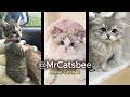 MrCatsbee 🐱✨ Cute Baby Kittens, Cute Cats Compilation / Кэтсби / Милые котики / Котята