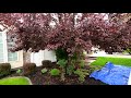 Pruning a large flowering plum tree