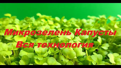 Капуста на микрозелень. От посадки до продажи. Технология выращивания