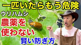 【止まらない】厄介なウリハムシの効果的な防ぎ方教えます　【カーメン君】【園芸】【ガーデニング】【初心者】｜「カーメン君」ガーデンチャンネル