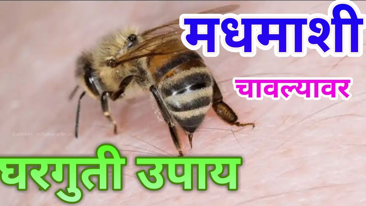 मधमाशी चावल्यावर काय आहे घरगुती उपाय,home treatment for honey bee bite