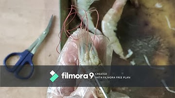 prawn cephalic appendages dissection