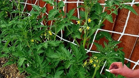How to Prune tomato plants for maximum yield and plant health part 2 | pruning tomatoes UK