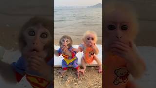 ๐คฃ๐คฃ funny monkey baby eating food ๐คฃ๐คฃ|funny| #shorts #youtubeshorts #funny #viral #comedy #fun