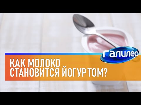 Галилео 🥛 Как молоко становится йогуртом?