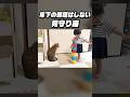 年下の邪魔はせずにそっと見守る元暴れ猫 #shorts #猫のいる暮らし