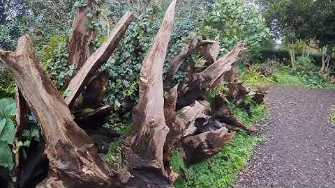 Ickworth House & Garden Trail run - 27th November 2025