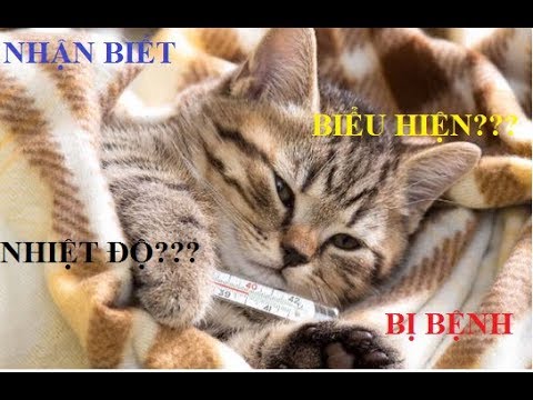 Video: Cách Nhận Biết Nếu Mèo Bị đau: 25 Dấu Hiệu Bạn Có Thể Nhận Biết