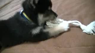 犬のおもちゃ・歯磨き