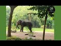 Elephant eating     elephant     glitters by mehedi ullash 