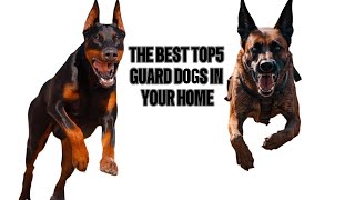 Top 5 Guard Dogs: Your Perfect Home Security and Companionship