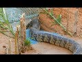 Snake trap technology  awesome big snake trap using cage trap