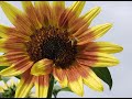 Did you know that sunflowers need to be pruned