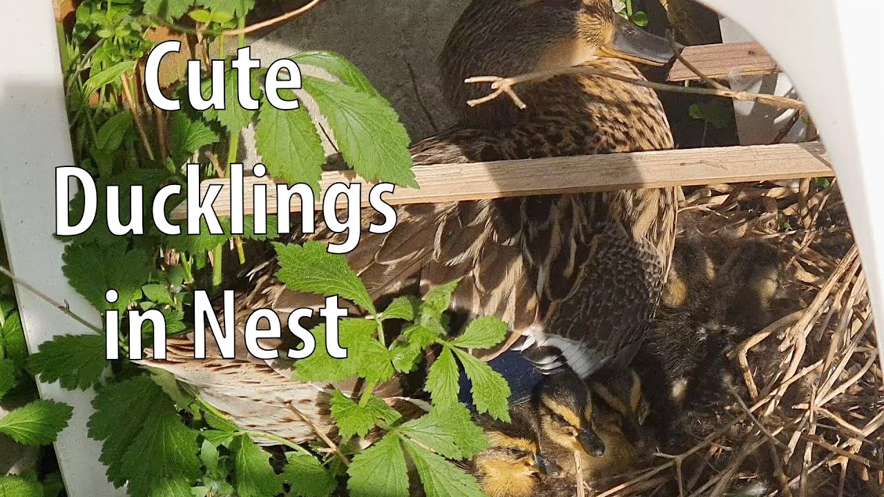 Mother Duck Protects and Nurtures Her Precious Ducklings in Their Cozy Nest!