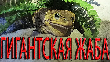 ГИГАНТСКАЯ ЯДОВИТАЯ ЖАБА АГА! Одна из самых больших жаб на планете!