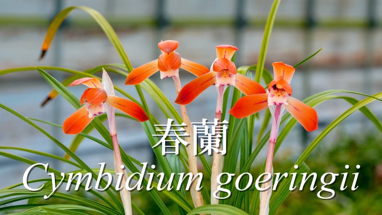 春蘭赤花2019 - YouTube
