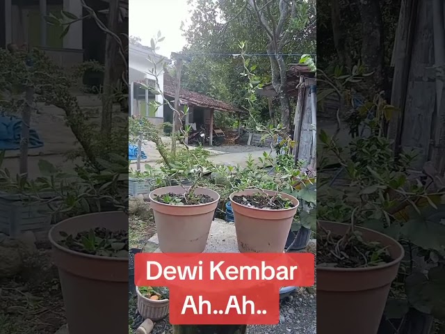 Dewi Kembar Ahh...Ahh...#bonsai #bonsaitree #bonsaiindonesia #bonsaisantigi #jualbelibonsai #sancang class=