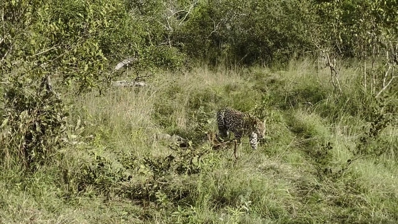 Cute leopard cubs playing with mom